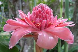 Image result for Etlingera elatior