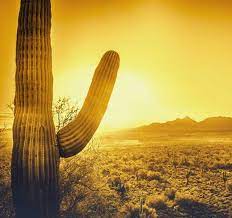 This company currently has approximately 1 to 5 employees and annual sales of under $500,000. Mesa Property Management Mesa Property Managers Mesa Az Property Management Companies