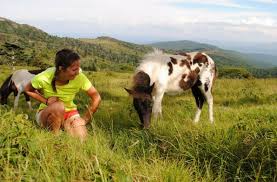 The gate to the park is opened only from 8 a.m. Grayson Highlands State Park Visitor And Camper Guide