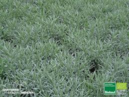 Das pflegeleichte currykraut gilt durchaus als mehrjährig. Currykraut Helichrysum Italicum Silbernadel Bioland Bioland Gartnerei Monika Bender Online Shop