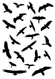 Image Result For Birds Flying Silhouette Flying Bird Silhouette Bird Silhouette Tattoos Bird Silhouette