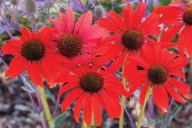 Pin On Echinacea