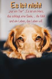 Today Pin Spruche Tiere Hundespruche Zitate Tiere
