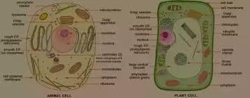 What do all eukaryotic cells have in common? What Are The Parts Of Animal Cell And Plant Cells Quora