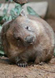 Wombat Cute Wombat Australia Animals Animals Wild