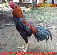 Ayam jago tantang anjing berkelahi. Irhamna Idris Irhamnaidris Profil Pinterest