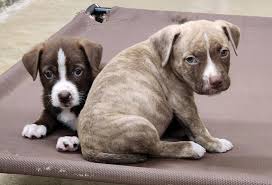 Volunteers for Greene County Animal Control TN