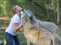 Awesome Pictures Of Wolf Human Interaction At Seacrest Wolf Preserve Wolf Pictures White Wolf Wolf Photos