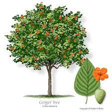 So, what is a geiger tree? Ufei Selectree A Tree Selection Guide