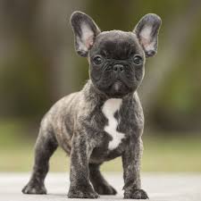 The french bulldog or «frenchie» evolved from the fighting bulldogs of the early 1800's. French Bulldog Puppy For Sale In Fort Pierce Fl Adn 63283 On Puppyfinder Com Gender Female Age 11 Weeks Old French Bulldog Puppies Puppies For Sale