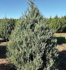 Image result for Juniperus