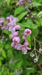 Image result for Deutzia x hybrida ′Mont Rose