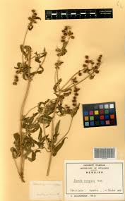 Image result for Dissotis irvingiana