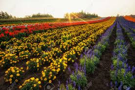 Miles of flowers can help you make a lasting impression, and assist you in expressing just the right sentiment with beautiful flowers to make every occasion special. Field Of Flowers Stretching For Miles Taken In Biei Japan Stock Photo Picture And Royalty Free Image Image 34582696