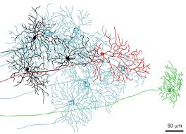 You might also be interested in. Rompani Group Visual Circuits In The Thalamus