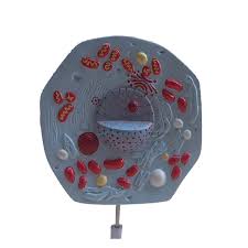 An animal cell is a type of cell that differs from plant or fungi cells. Animal Cell Model India Animal Cell Model Manufacturers Animal Cell Model Suppliers Exporters In India