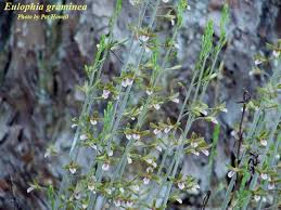 Image result for Eulophia