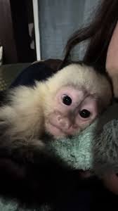Adorable Baby Monkey Videos