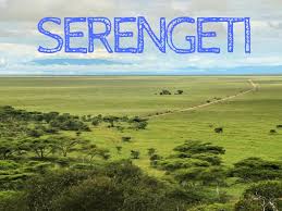 The Great Migration in Serengeti National Park