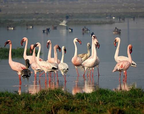 Flamingos reflected in still salt water during monsoon season