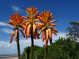 Image result for Aloidendron tongaense