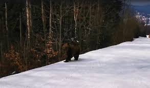 Domnul iohannis mai bine mergea la ski zilele acestea., a spus emanuel ungureanu pe pagina sa de ce a cautat presedintele romaniei klaus iohannis la ski? Video Ski Instructor Acts As Decoy To Distract Bear From Large Group Of Skiers In Romanian Mountains Universul Net