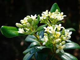 Image result for Pittosporaceae