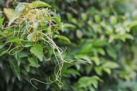 Image result for Cassytha