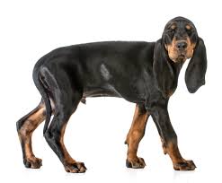 73 064 просмотра • 22 мая 2016 г. Black And Tan Coonhound Zooplus Magazine Uk