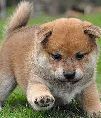 Shiba Inu Breed Info Pictures Characteristics Hypoallergenic No Shiba Inu Dog Shiba Inu Puppy Puppies