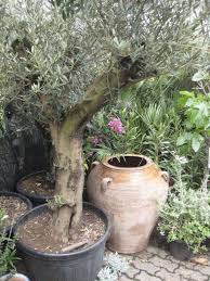 Eigene oliven aus dem eigenen wer einen baum in seinen garten stellen möchte, sollte beim kauf eines olivenbaums an die. Zitronenlust Onlineshop Fur Mediterrane Pflanzen Und Baume Olivenbaum Solitar Olea Europeae Olive