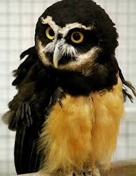 Bird With Yellow Beak And Black And White Feathers Spectacled Owl Striking Black Yellow And White Beautiful Owl Owl Pictures Owl