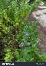 Image result for Mesosphaerum suaveolens