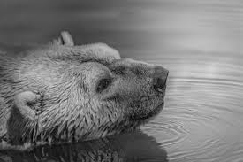 Color can be a distraction from shapes, lines, patterns and texture. Bear Swimming Picography Free Photo