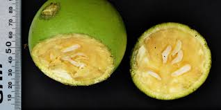 Image result for Strychnos madagascariensis