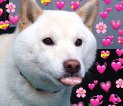Cute Doggo Dog Love Cute Dogs Cute Animals