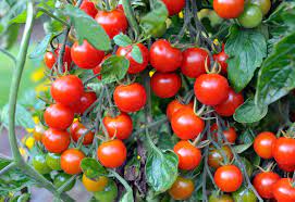 Indeterminate tomatoes just grow on and on. Planting Cherry Tomatoes How To Grow Cherry Tomatoes