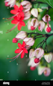 Image result for Clerodendrum fasciculatum