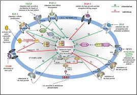 Particular herbs have been shown to benefit people with thinning hair or hair loss. Mechanism Of Action Of Herbs And Their Active Constituents Used In Hair Loss Treatment Sciencedirect