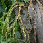 Image result for Huperzia gnidioides