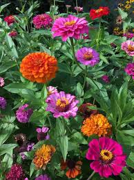 We did not find results for: 9 Annual Flowers To Thrive In Hot Sunlight Signals Az