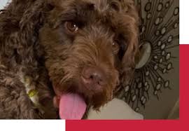 Tо kеер іt healthy, іt wіll nееd. Australian Labradoodles Mini Adult Brown Labradoodle