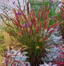 It adapts to most soil types, provided the soil is well drained, and likes full sun to mostly sun. Annual Ornamental Grasses Mike S Garden Top 5 Plants