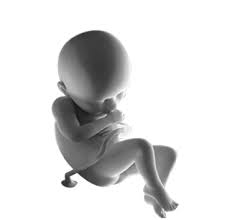 0 kg bobot sing kudu: Periode Kehamilan Ibupedia