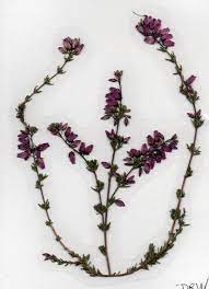 Pressed Flower Card Purple Heather Flower Art Heather Flower Flower Art Pressed Flowers