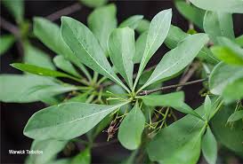 Image result for Pavetta gardeniifolia