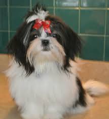 Maybe you would like to learn more about one of these? Black And White Shih Tzu Shih Tzu Daily