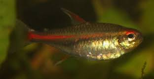 Pregnant Neon Tetra? What To Look For (Guide)