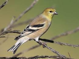 The brightly colored male american goldfinch is especially recognizable. Similar Species To Pine Siskin All About Birds Cornell Lab Of Ornithology