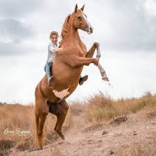 Check spelling or type a new query. Joalland Equitation Home Facebook